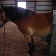 Belgier Alberte af toftebo (Berte) R.I.P smukke tøs