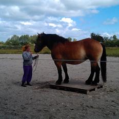 Belgier Alberte af toftebo (Berte) R.I.P smukke tøs