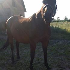 Anden særlig race Amanda