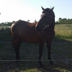 Anden særlig race Amanda