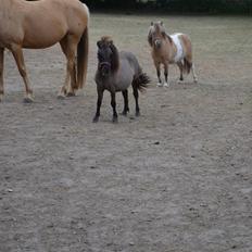 Shetlænder Bøgeskov's Sofia aka Magic