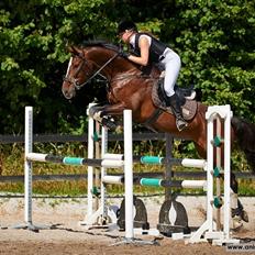 Dansk Varmblod Lucilla-HØM "SOLGT"