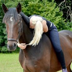 Oldenborg Santino Af Hvarre