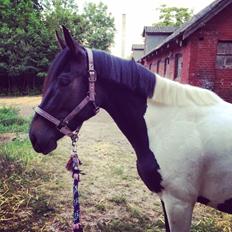 Anden særlig race Luca *Tidligere tilridningshest*