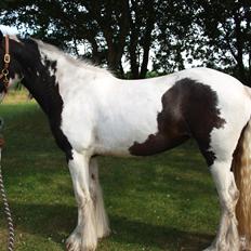 Irish Cob Mie