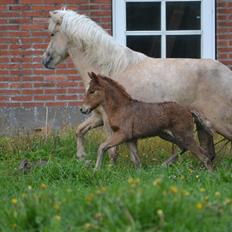 Islænder Fönix fra Limfjorden