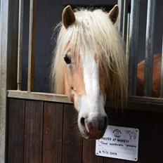 Haflinger Lara