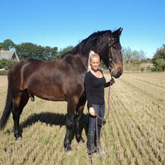 Barockpferd Enemærkes Cassanova *Tidligere hest*