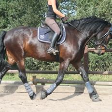 Barockpferd Enemærkes Cassanova *Tidligere hest*