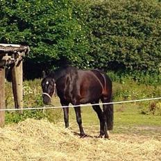 Welsh Partbred (Sec F) Mirain cappuccino *sorte*