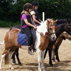 Pinto super smukke  fiona ( solgt )