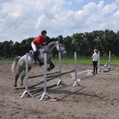 Hollandsk Varmblod Dacorde M