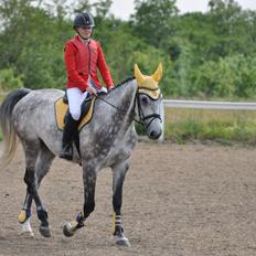 Hollandsk Varmblod Dacorde M