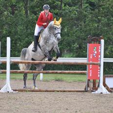 Hollandsk Varmblod Dacorde M