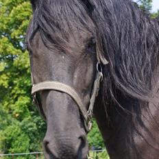 Frieser Aqua den dejlige