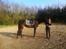 Dansk Varmblod Rangstrupgårdes Dipsy - "A Rider is nothing without her Horse" <3 (April 14)