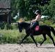 Welsh Partbred (Sec F) Mirain cappuccino *sorte*