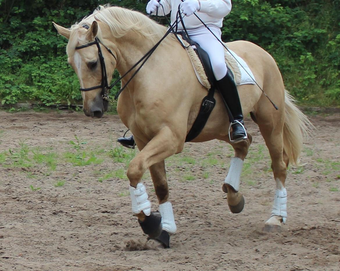 Palomino Bell Galliano billede 8