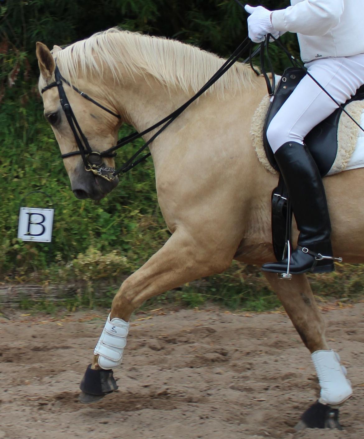 Palomino Bell Galliano billede 9