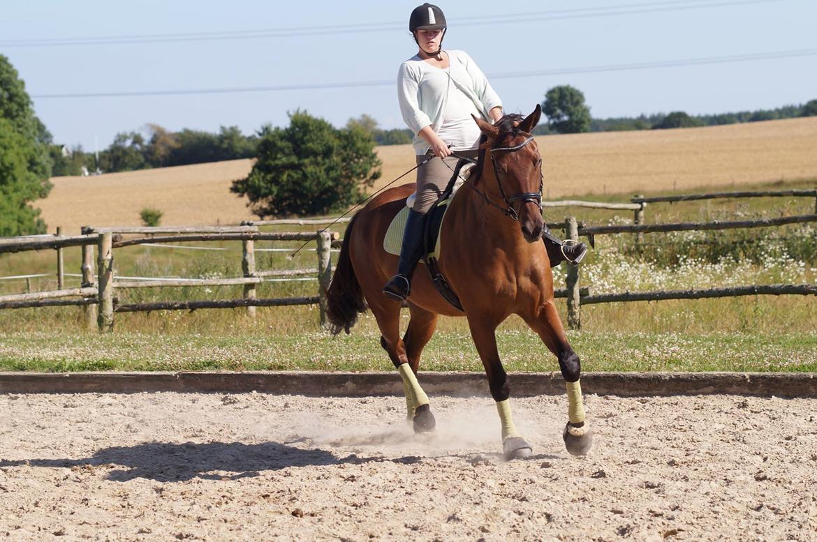 Dansk Varmblod Monty af Dandanell *SOLGT* billede 2