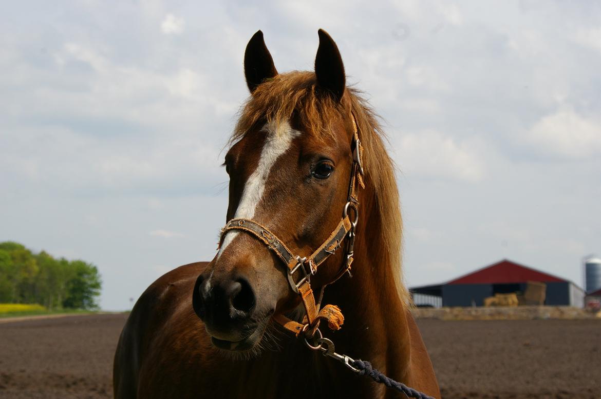 DSP Bentzens Baloo billede 3