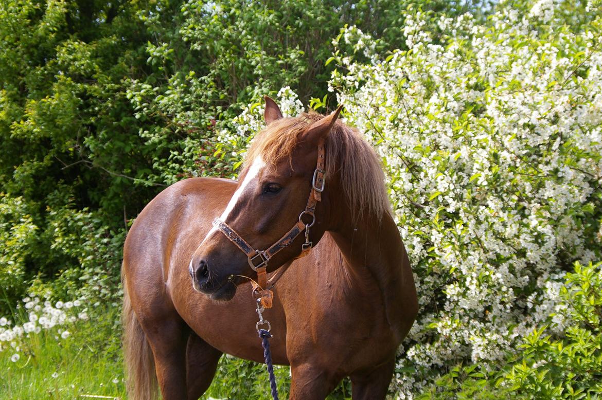 DSP Bentzens Baloo billede 2