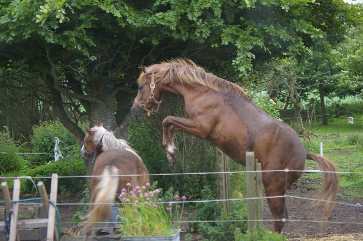 DSP Bentzens Baloo billede 6