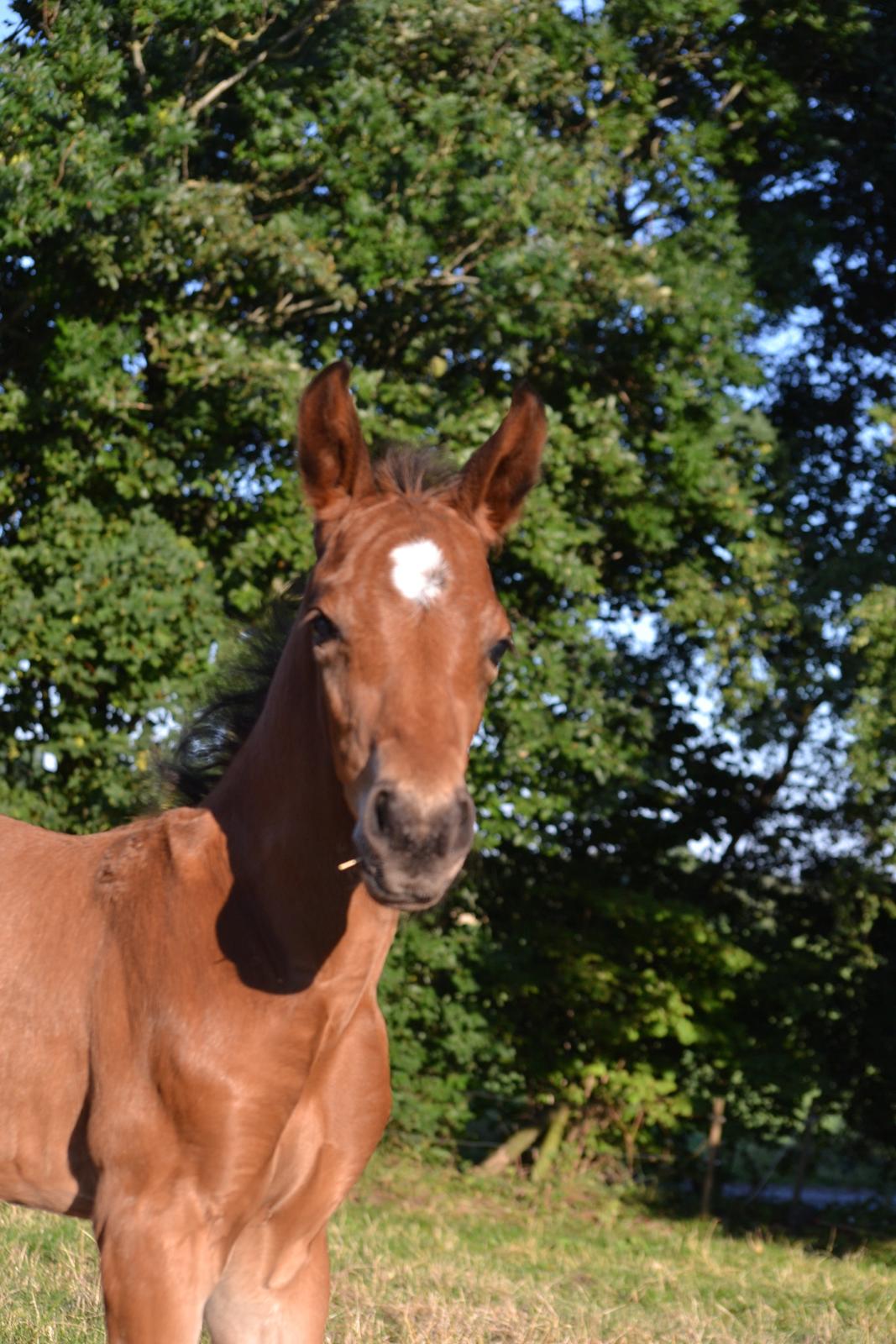 Anden særlig race Stubberupgaards Valentino billede 1