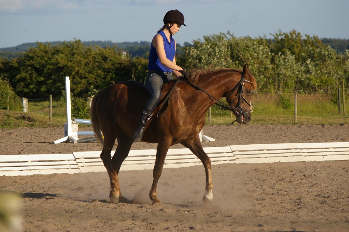 DSP Bentzens Baloo billede 5