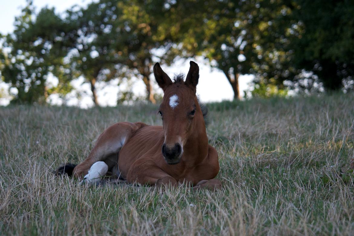 Anden særlig race Stubberupgaards Valentino billede 2