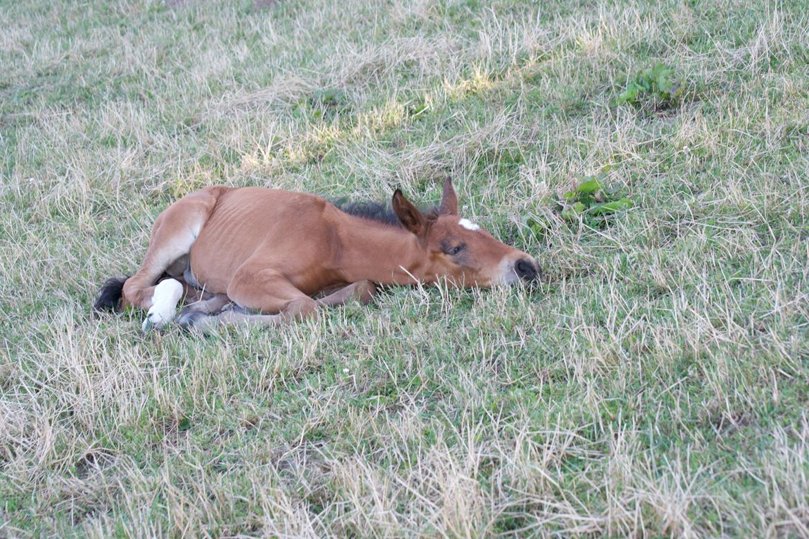 Anden særlig race Stubberupgaards Valentino billede 4