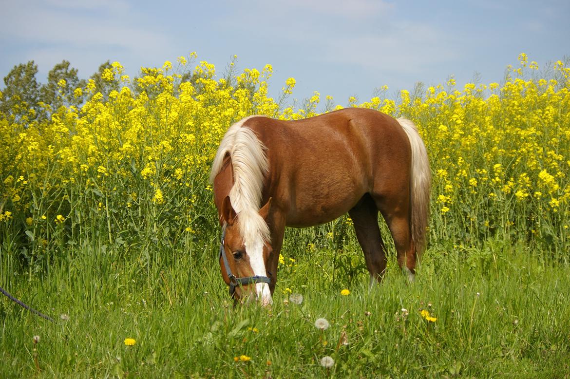 DSP Zippo on fire billede 1
