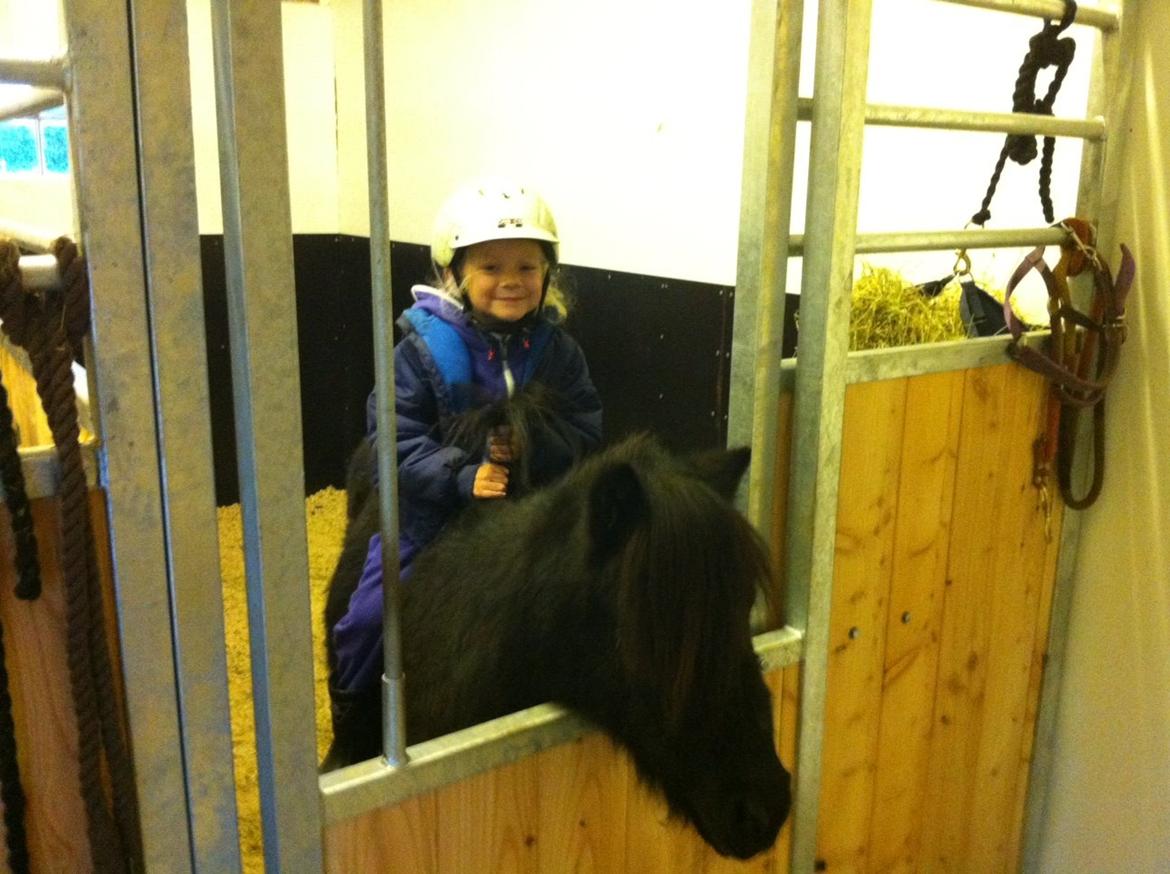 Shetlænder Bumle billede 8