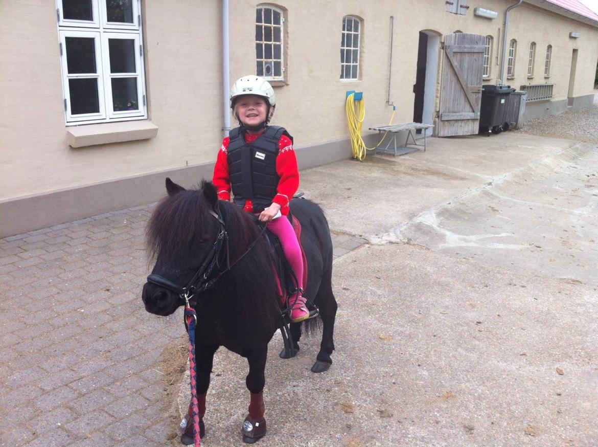 Shetlænder Bumle billede 12