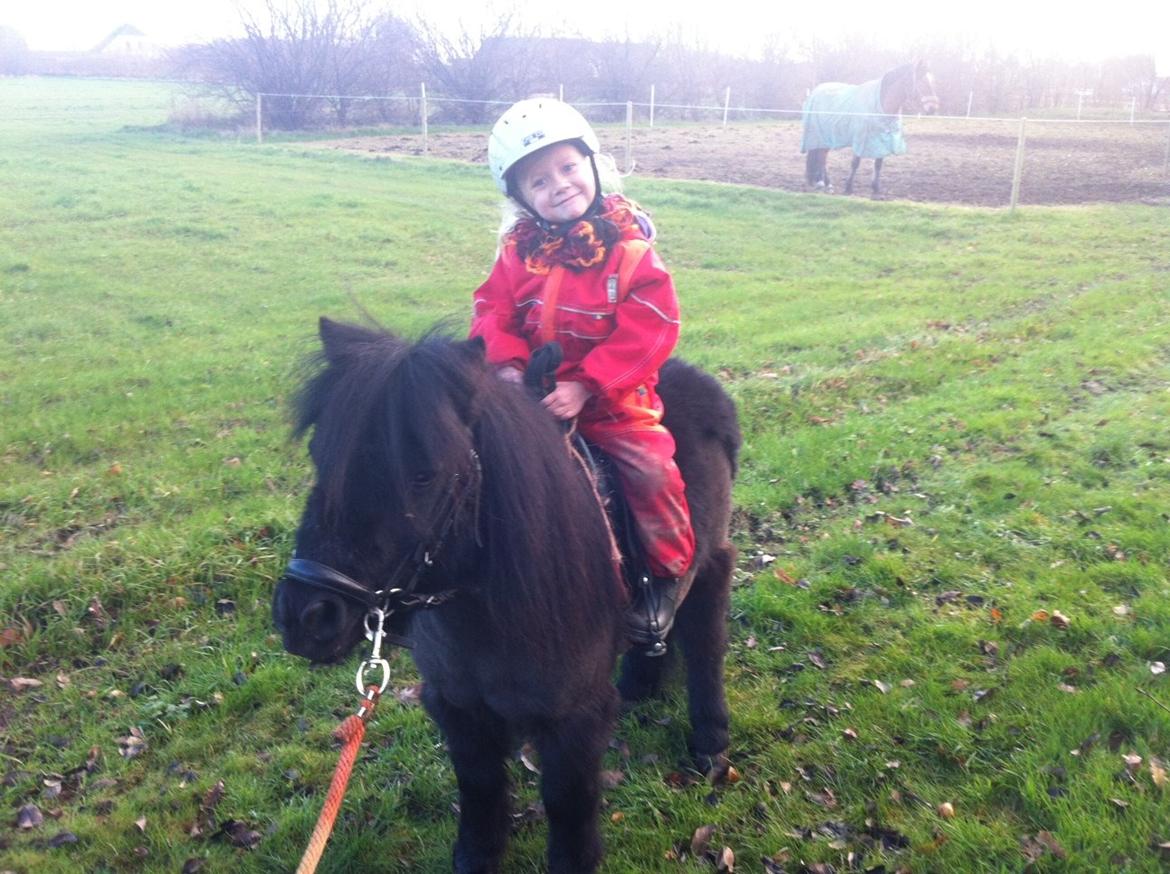 Shetlænder Bumle billede 10