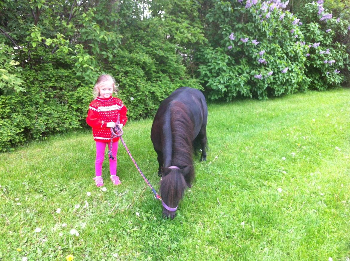 Shetlænder Bumle billede 13