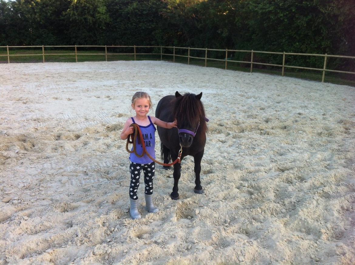 Shetlænder Bumle billede 16