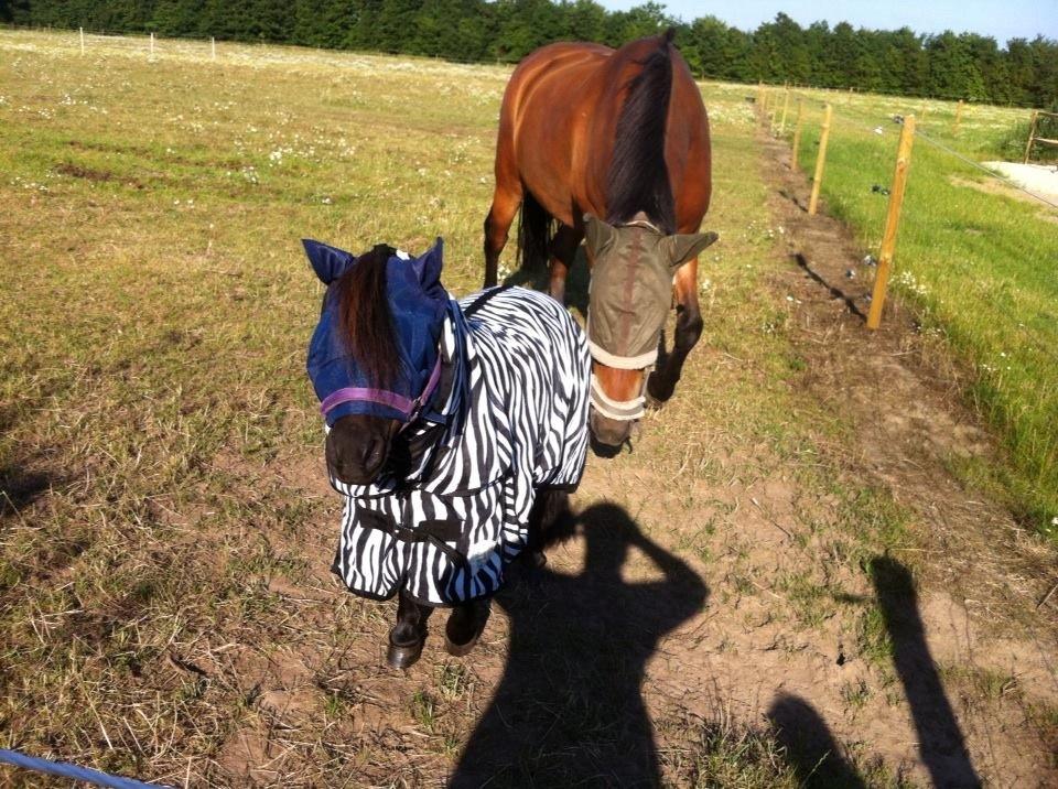 Shetlænder Bumle billede 17