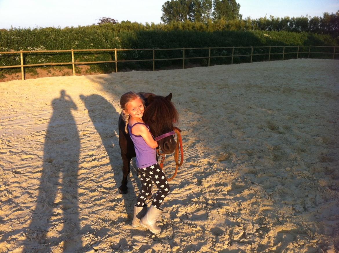 Shetlænder Bumle billede 18