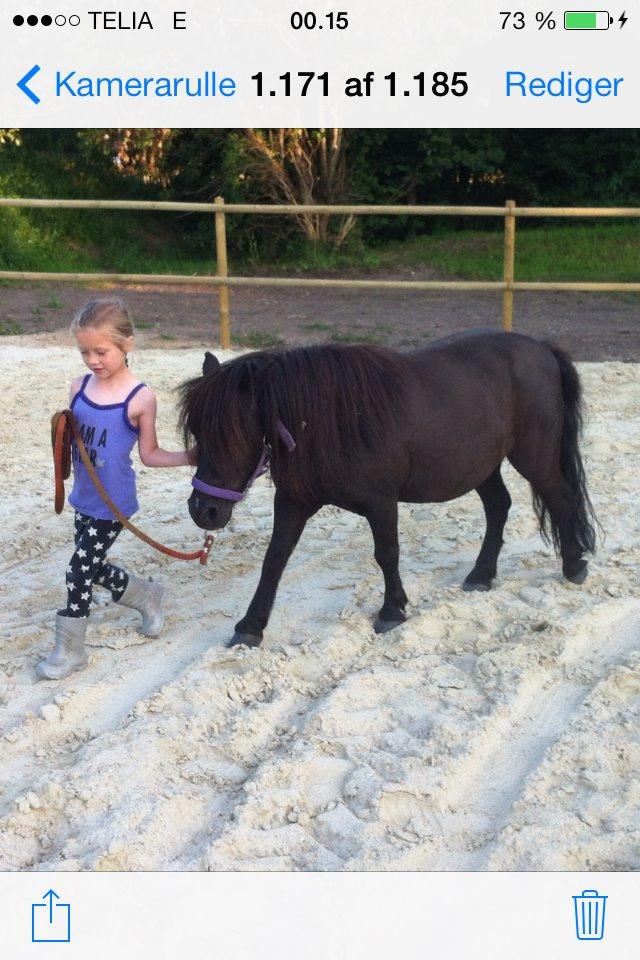 Shetlænder Bumle billede 1