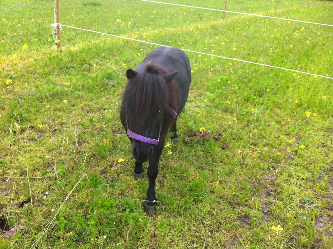 Shetlænder Bumle billede 15