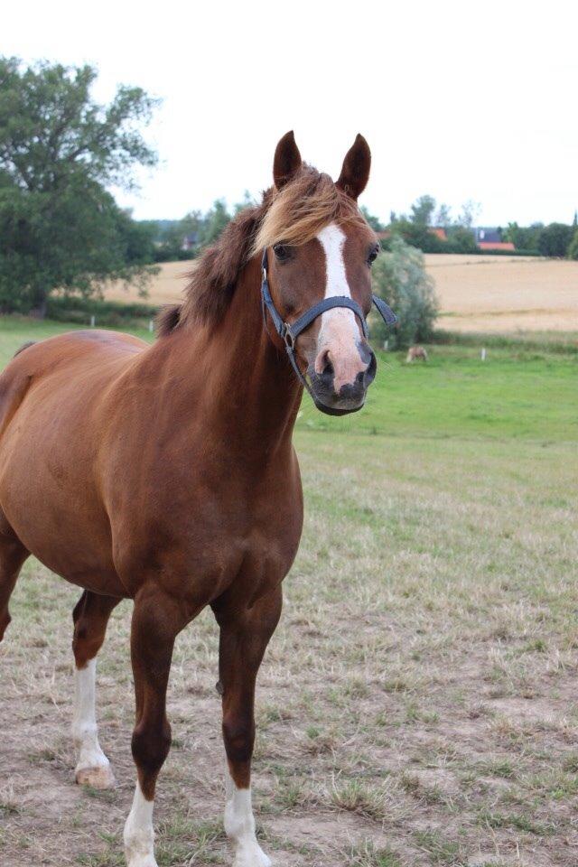 Anden særlig race Senthor billede 2