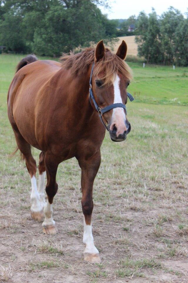 Anden særlig race Senthor billede 4