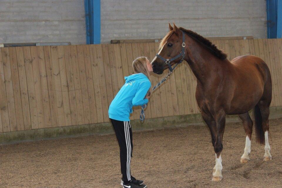 Anden særlig race Senthor billede 5