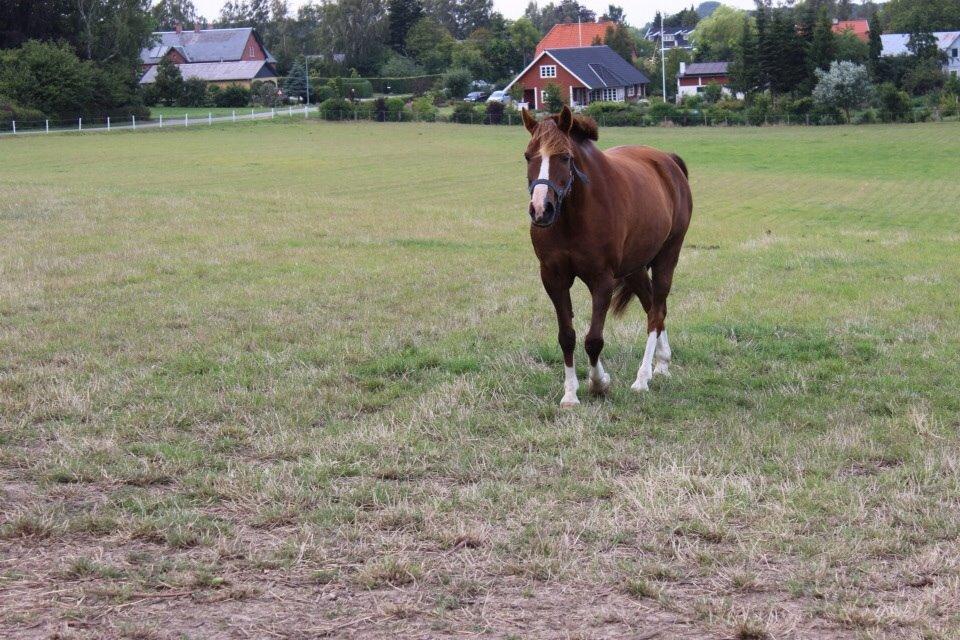 Anden særlig race Senthor billede 13