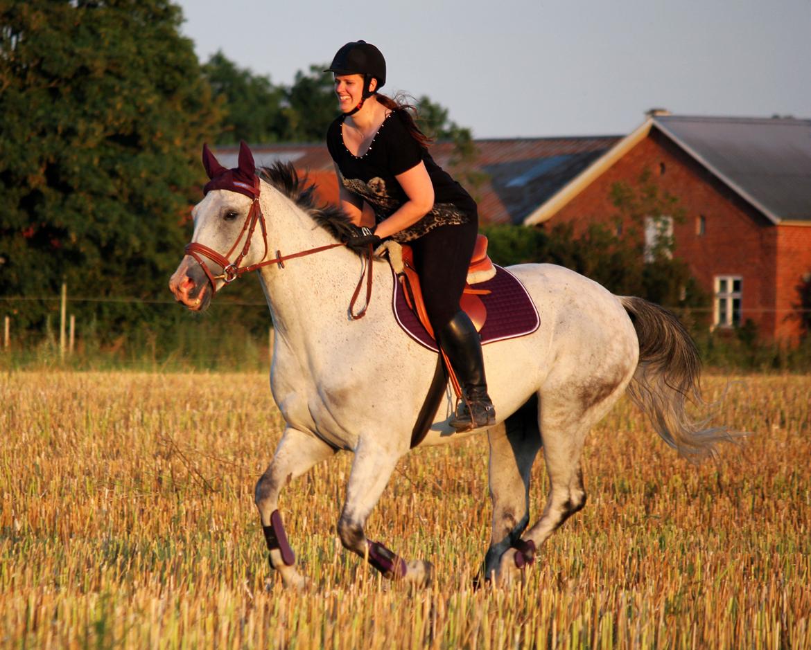 Holstener Fruerholm's Adonis *For Evigt Elsket <3* - Galop på stubmarken :) billede 34