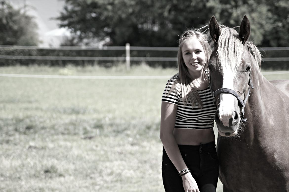 Welsh Cob (sec D) Epona *prinsesse* billede 1