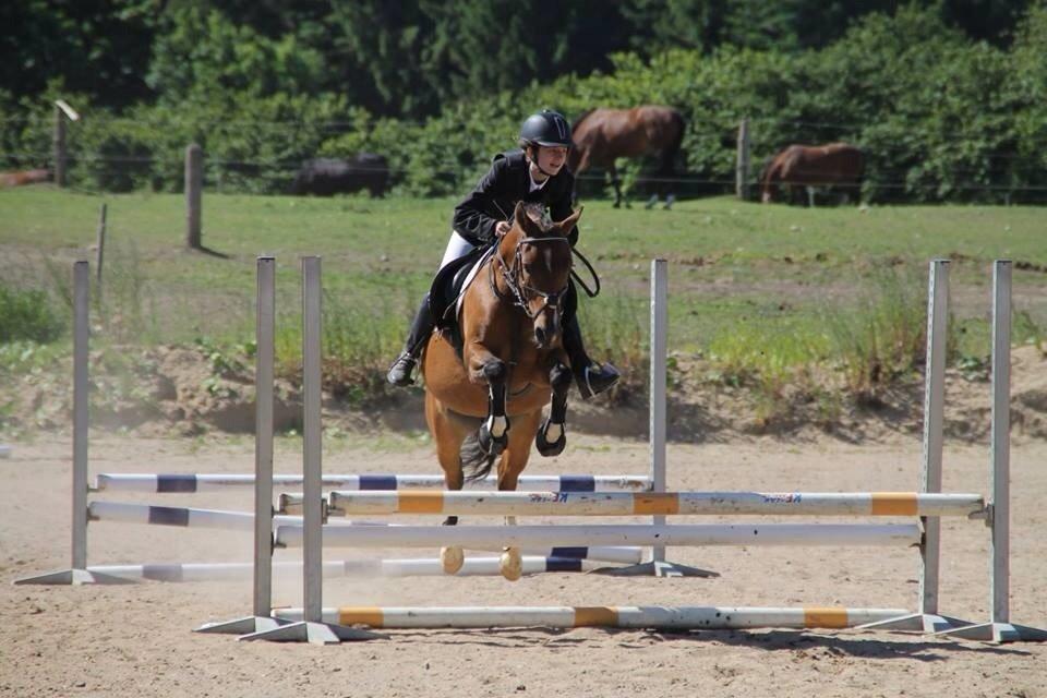 Anden særlig race Calvados  billede 18