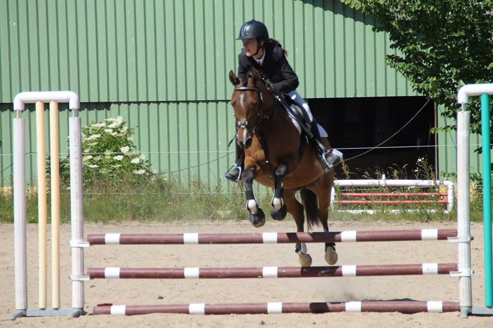 Anden særlig race Calvados  billede 19