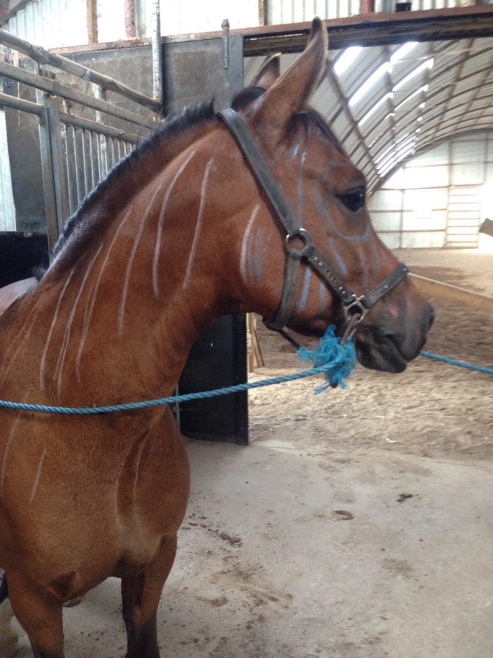 Anden særlig race Calvados  billede 20